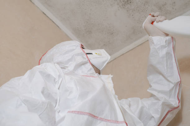 Best Best Mold Removal Companies  in Lakeview, WA