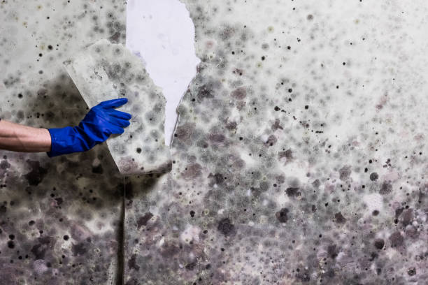 Best Mold Testing  in Lakeview, WA