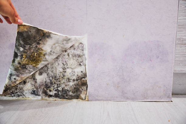 Best Commercial Mold Removal  in Lakeview, WA